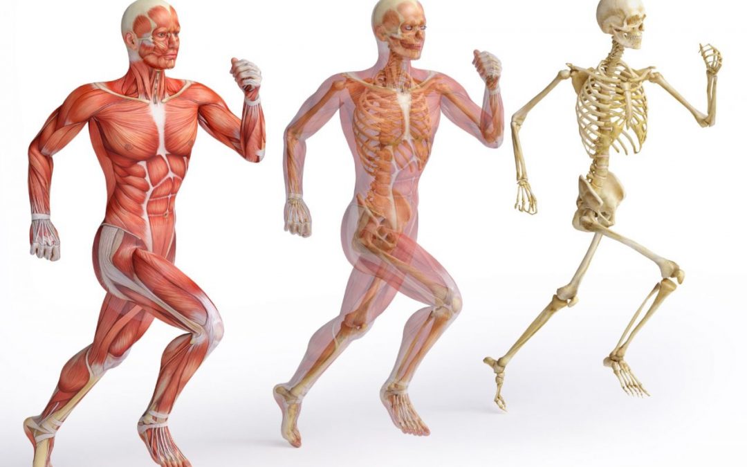 Explore the impact of lifestyle choices on your musculoskeletal health. Learn how exercise, nutrition, posture, and other factors influence the well-being of your bones, muscles, and joints. Discover ways to enhance your musculoskeletal health for a pain-free, active life.