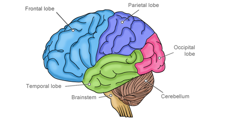 Children's brain development